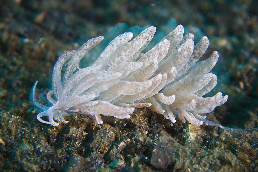 Solar-powered nudibranch, Phyllodesmium longicirrum.  This species incorporates photosynthetic zooxanthellae in its cerata along its back.  Lembeh Strait, North Sulawesi, Indonesia, Pacific Ocean.