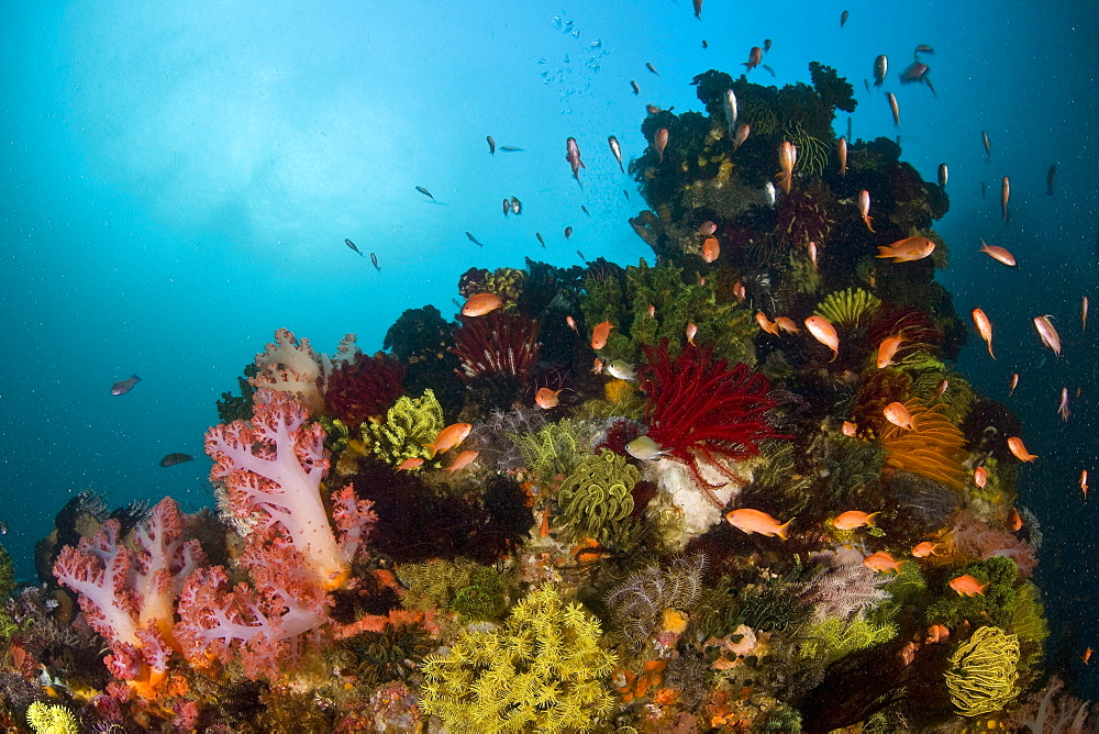 Threadfin anthias (Pseudanthias huchti) swarm around a diverse coral reef.  Komodo, Indonesia.