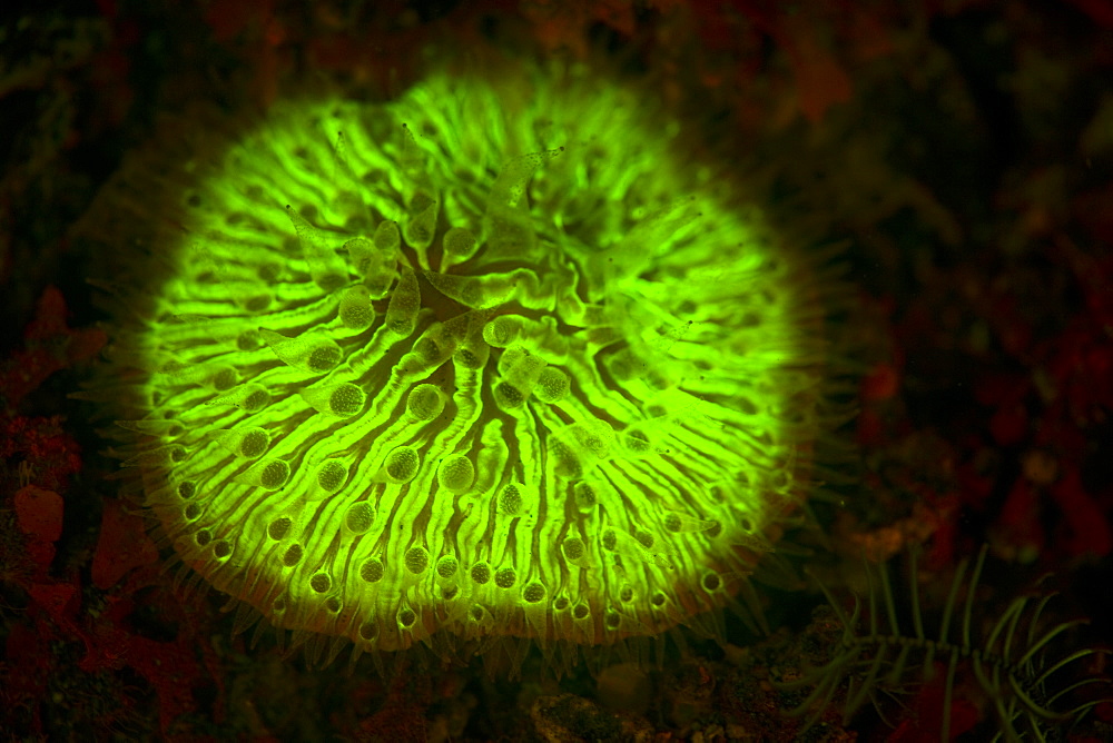 Mushroom coral, Fungia sp., displaying fluorescence.  Some corals have pigments which fluoresce under UV or blue wavelengths of light.  Lembeh Strait, North Sulawesi, Indonesia, Pacific Ocean.