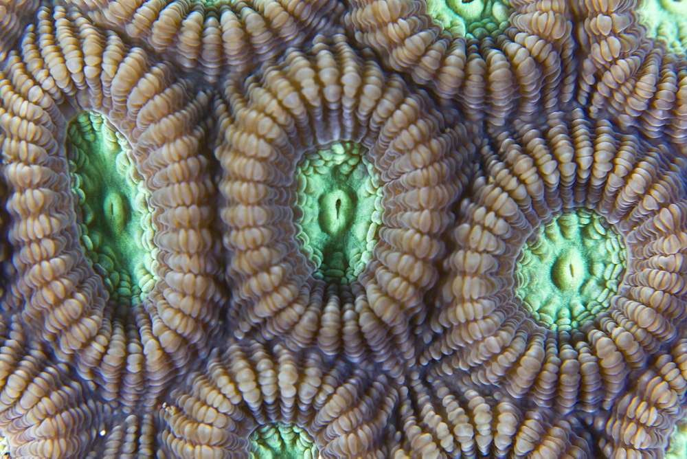 Coral polyps, Favites sp.  Lembeh Strait, North Sulawesi, Indonesia, Pacific Ocean.