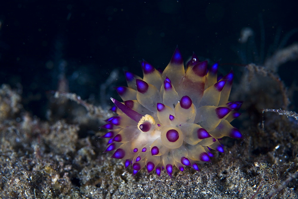 Janolus nudibranch, undescribed species.  Lembeh Strait, North Sulawesi, Indonesia, Pacific Ocean.