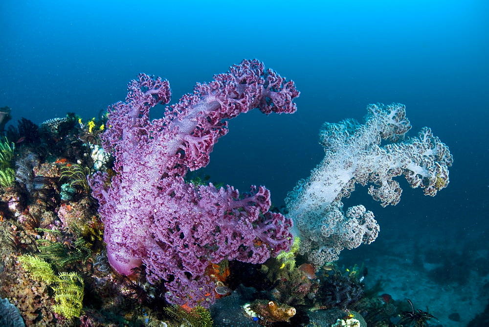 Soft coral colonies (Dendronephthya sp.) growing on coral reef.  Komodo, Indonesia.