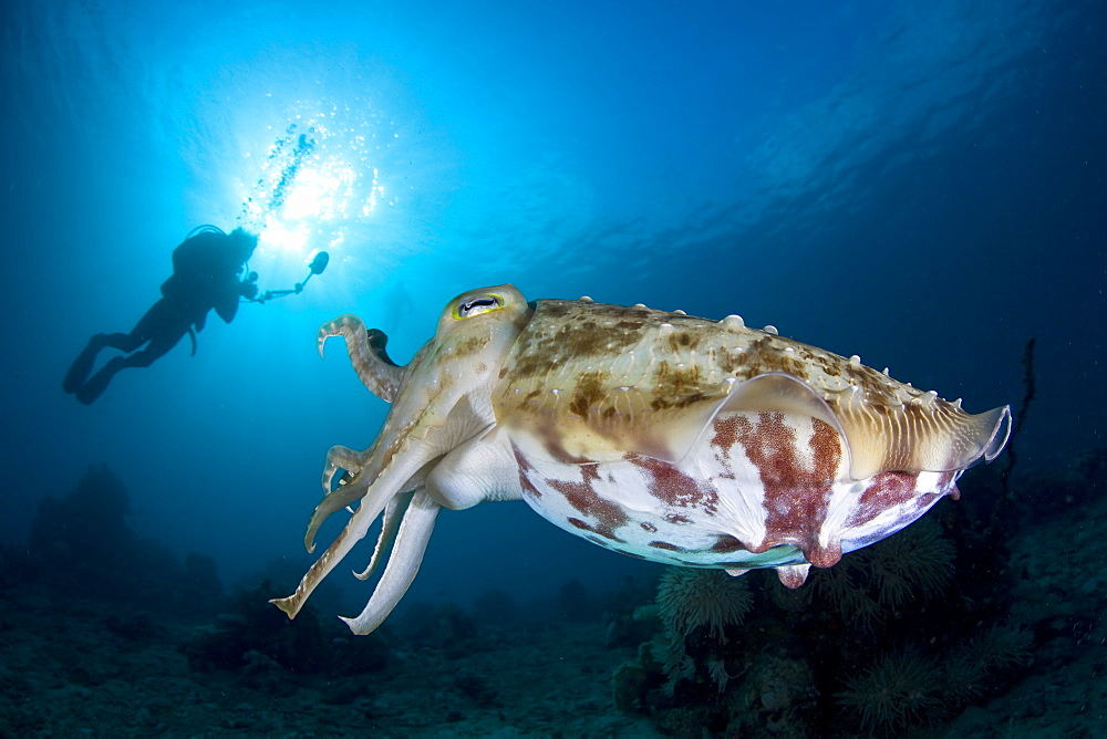 Broadclub cuttlefish, Sepia latimanus, and diver.  This species of cephalopod is highly adept at both color and texture change.  Buyat Bay, North Sulawesi, Indonesia, Pacific Ocean.