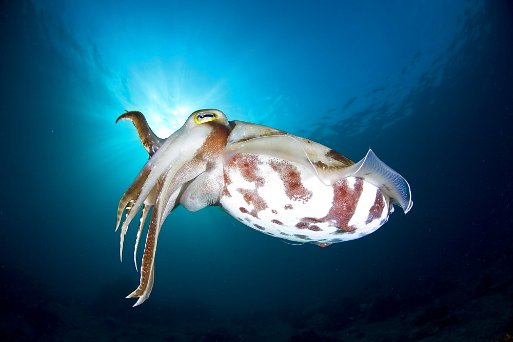 Broadclub cuttlefish, Sepia latimanus.  This cephalopod species is highly adept at both color and texture change.  Buyat Bay, North Sulawesi, Indonesia, Pacific Ocean.