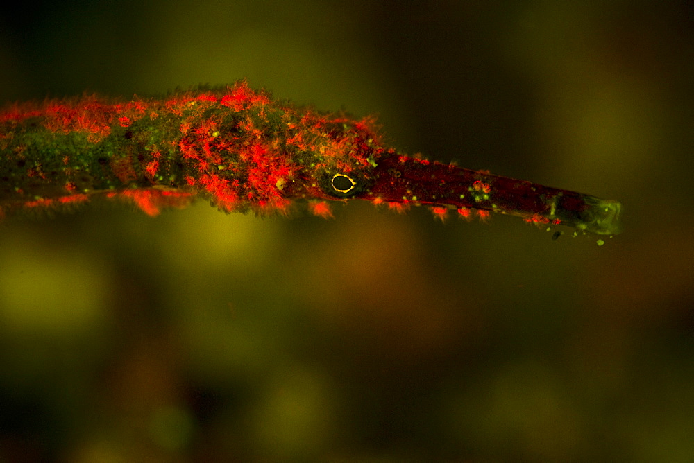 Short-tailed pipefish, Trachyrhamphus bicoarctatus, fluorescing.  A pipefish is covered by algae which is fluorescing under blue light.  Buyat Bay, North Sulawesi, Indonesia, Pacific Ocean.