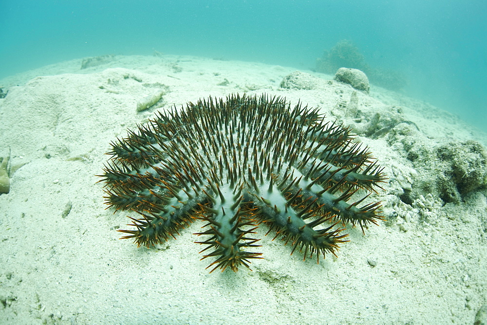 Crown-of-Thorns seastar (Acanthaster planci) Adult animal working its way across sand towards a coral reef.  Yap, Federated States of Micronesia, Pacific Ocean.  More info:  This species feeds on coral as an adult and, in the right circumstances, be devestating to large reef areas.