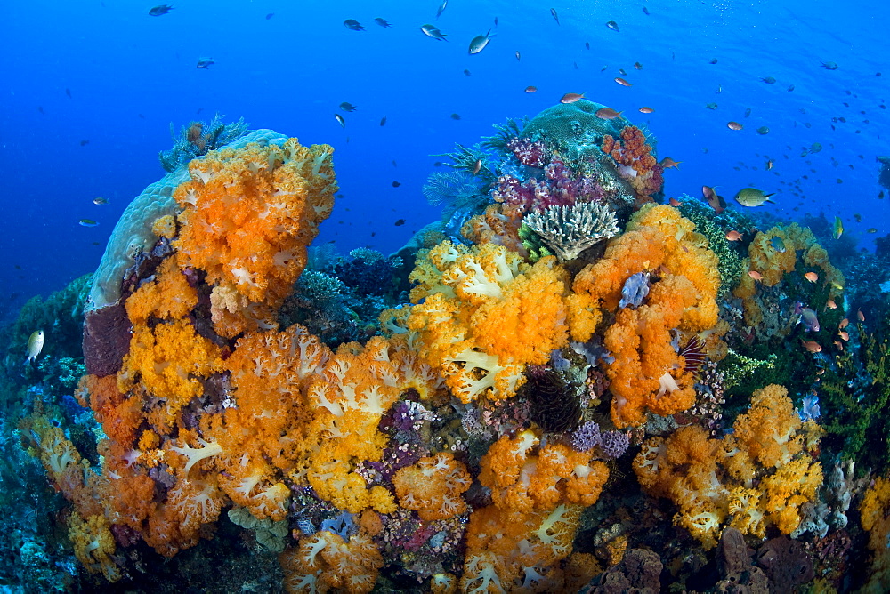 Soft corals (Dendronephthya spp.) growing on diverse coral reef.  Komodo, Indonesia, Pacific Ocean.