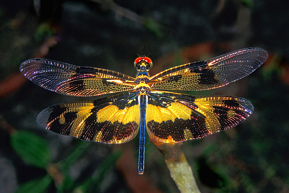 Dragonfly, India