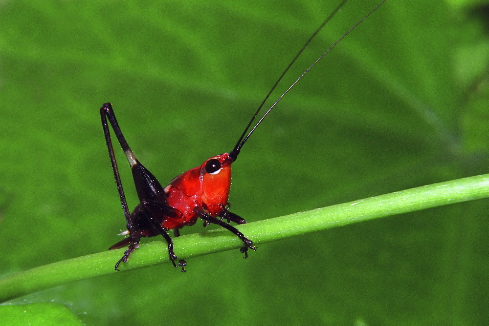 Insect, India