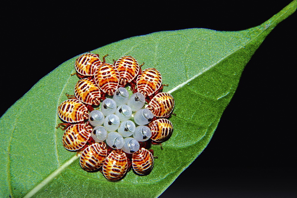 Newly Hatched Bugs With Eggs, India