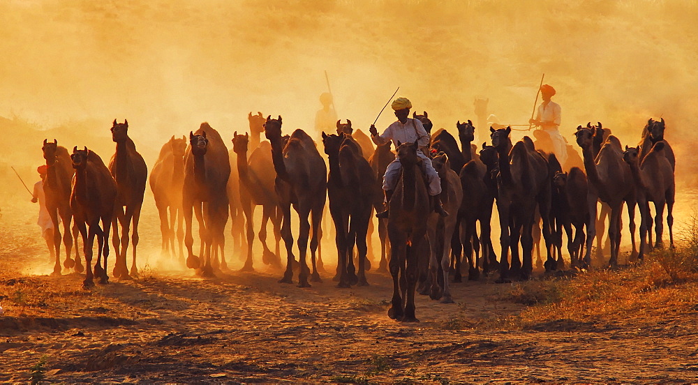 Camels at dusk. Pushkar, Rajasthan, India