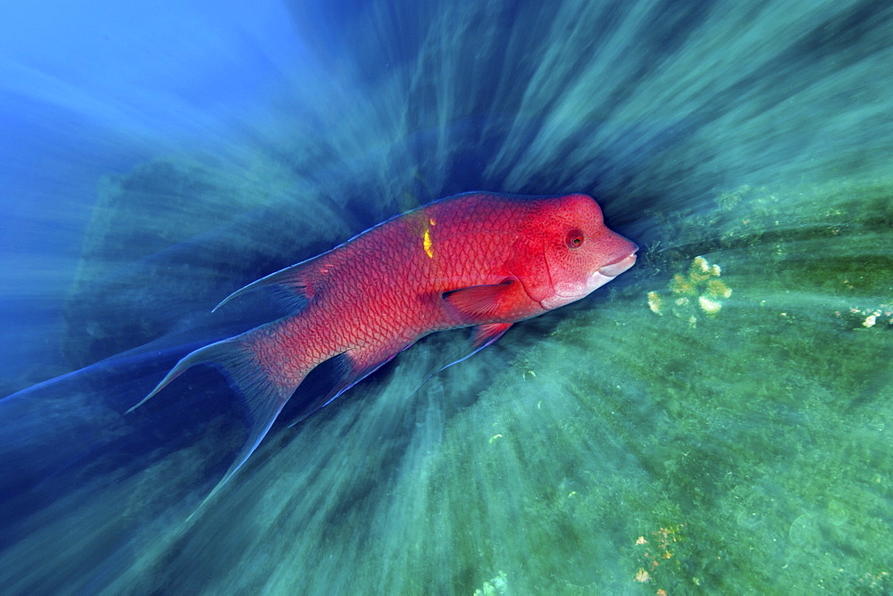 Mexican hogfish. Socorro. Revillagigedo Islands, Pacific Ocean 