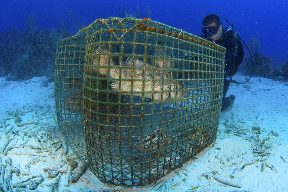 Grouper in fishing cage. Cat Islan, Bahamas