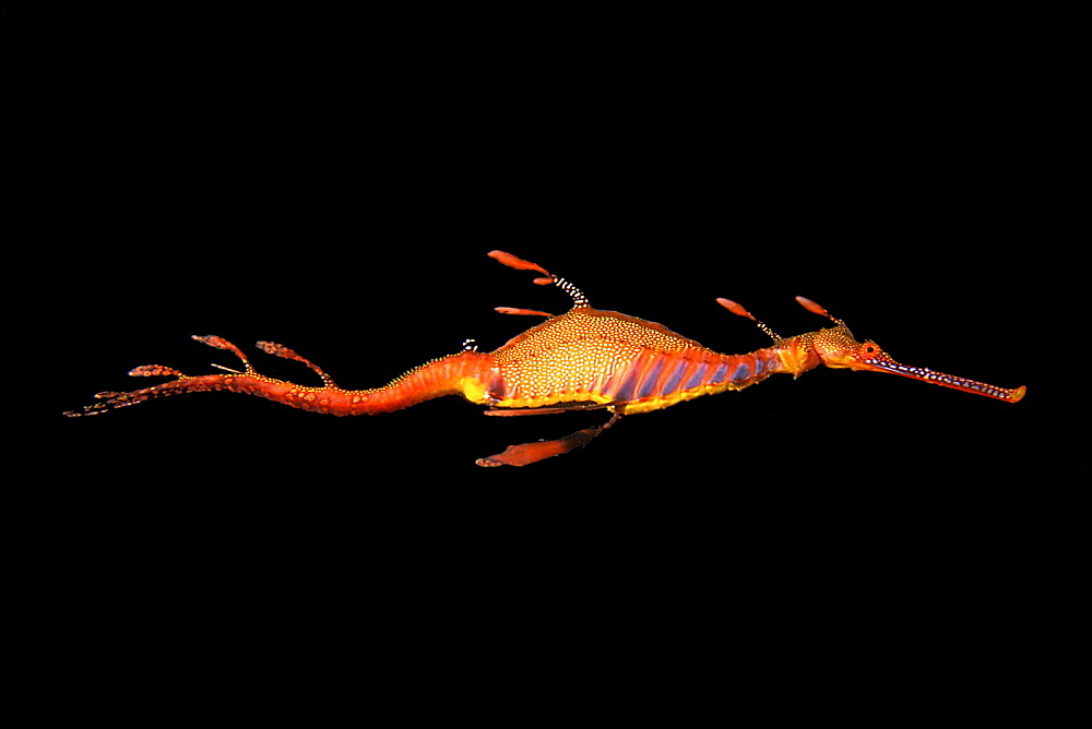 Weedy sea dragon, Australia