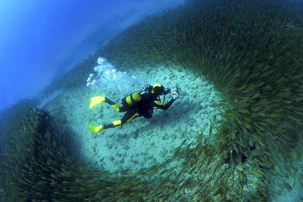 Photographer surrounded by shoal of grunts, Gran Canaria, Canary Islands