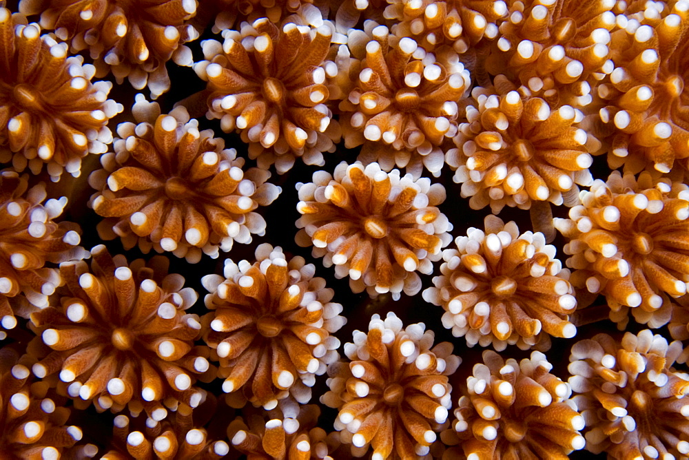 Hard Coral polyps, Microneisa