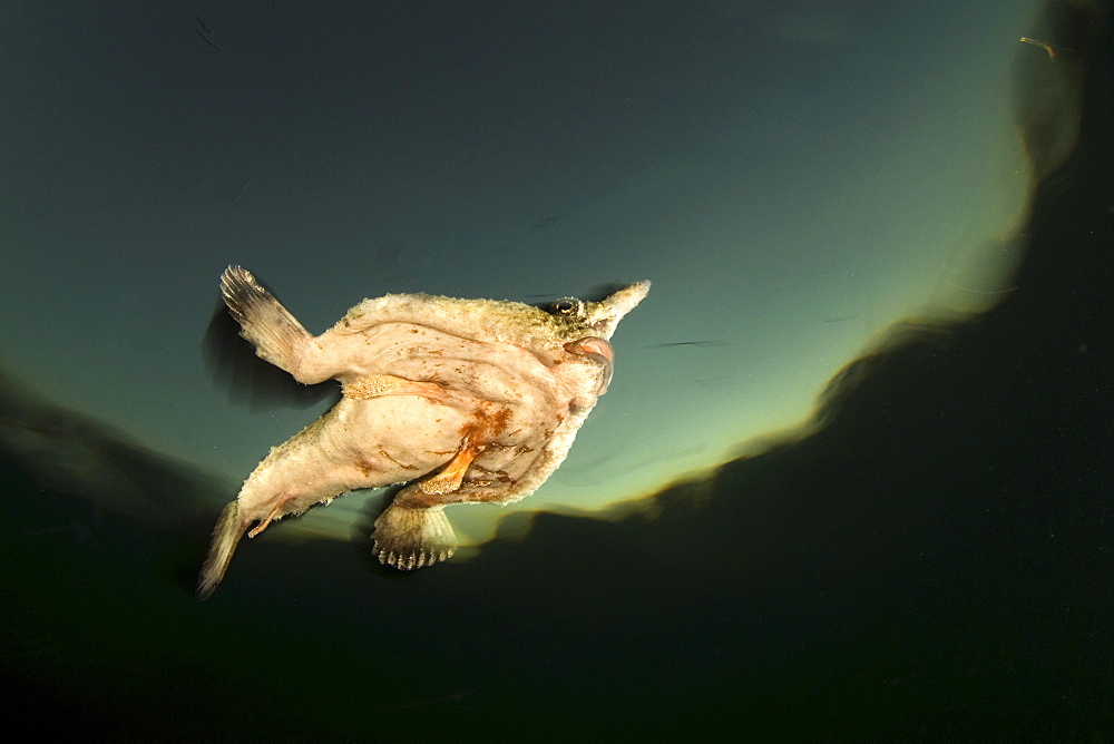 Shortnose Batfish, Belize