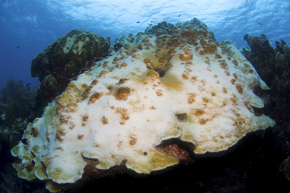 Bleached coral damaged by water warming, Los Roques, Venezuela