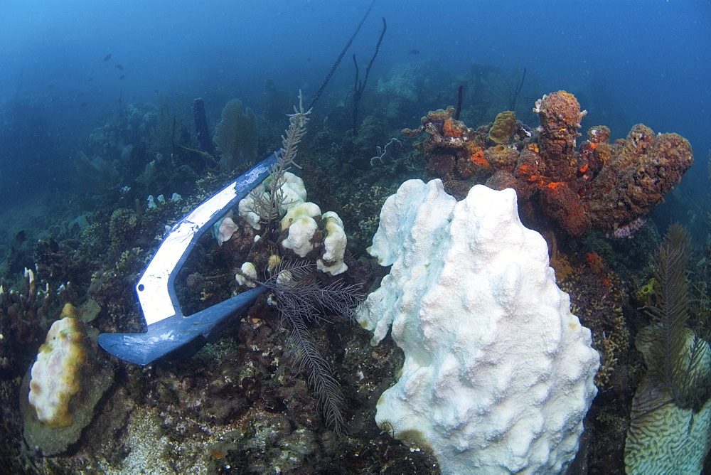 Bleached coral damaged by water warming and anchor, Dominican Republic