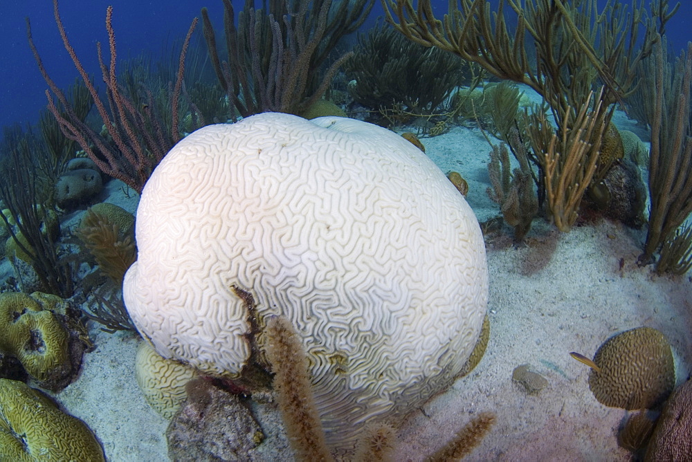 Bleached coral damaged by water warming, Dominican Republic