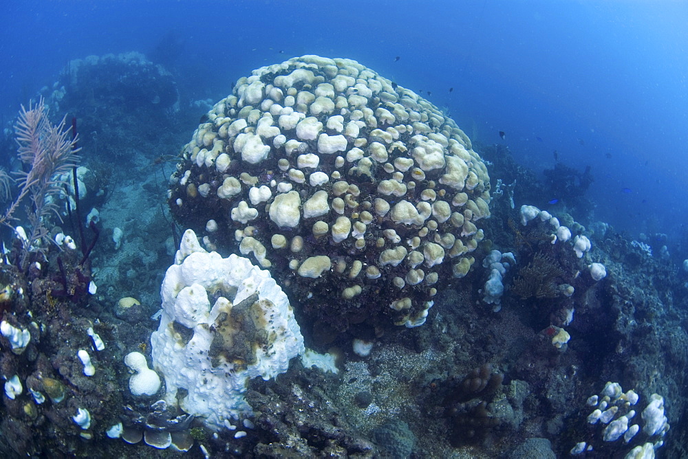 Bleached coral damaged by water warming, Dominican Republic