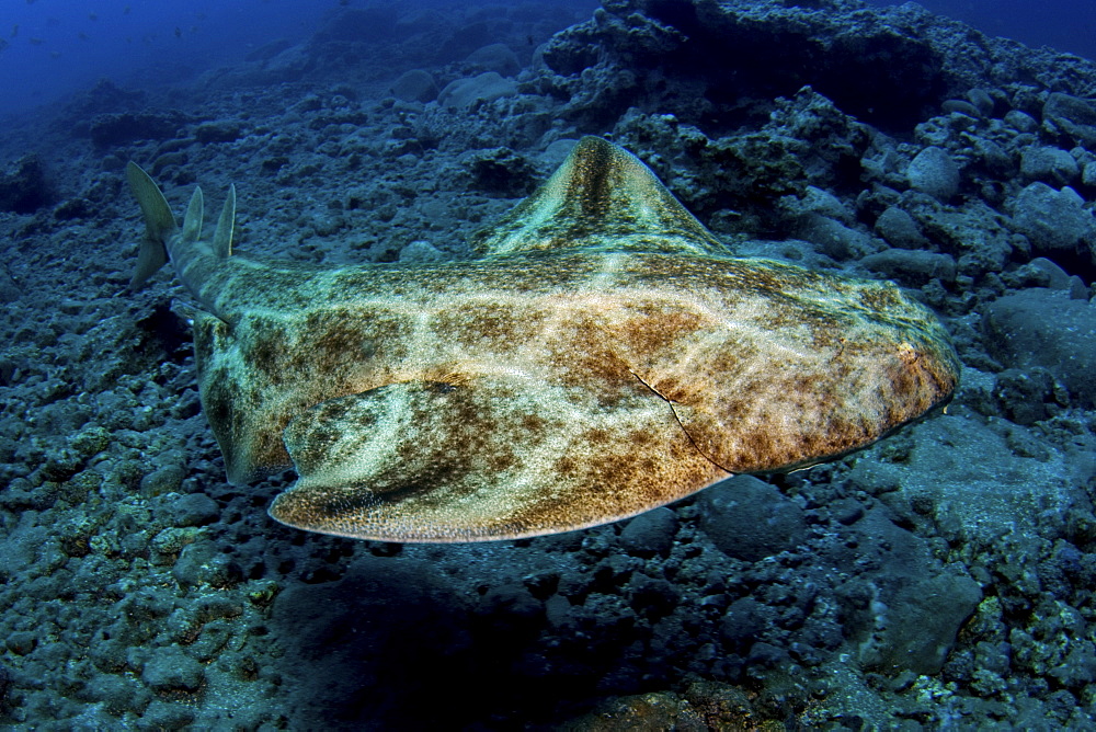 angel shark, Gran Canaria, Canary Islands