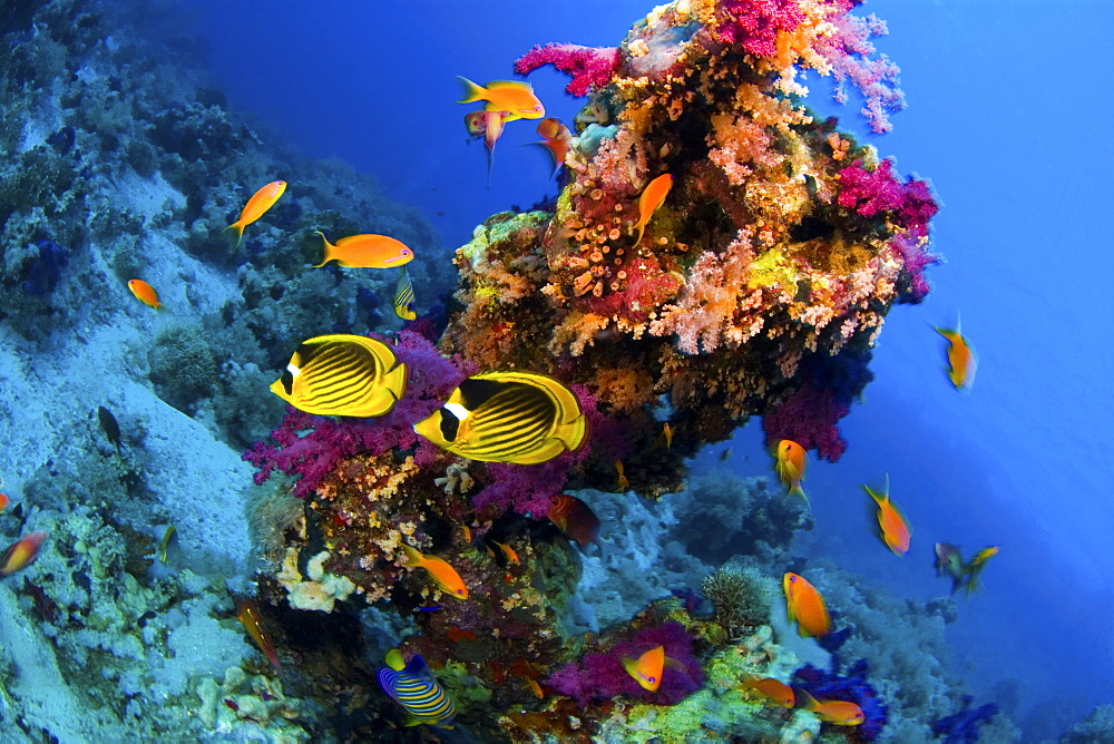 Butterflyfish in coral reef, Rash Mohammed,  Red Sea