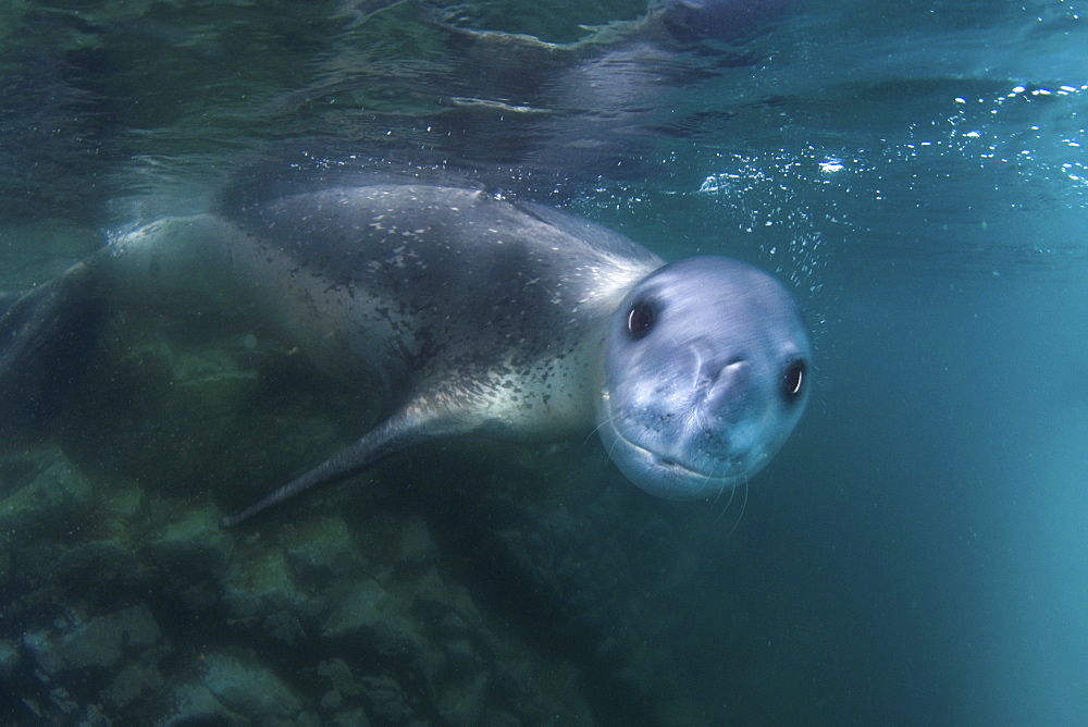 Leopard seal, Antarctica