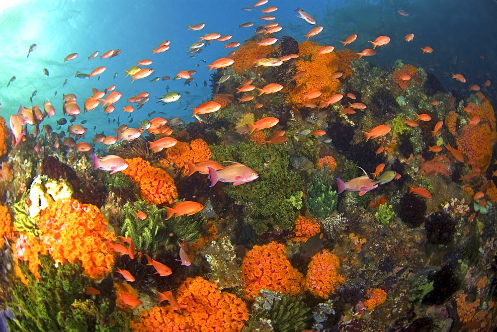 schoal of anthias in coral reef, Komodo, Indonesia