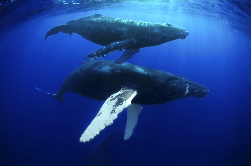 mother and calf Humpback whales. Revillagigedo Islands, Pacific Ocean