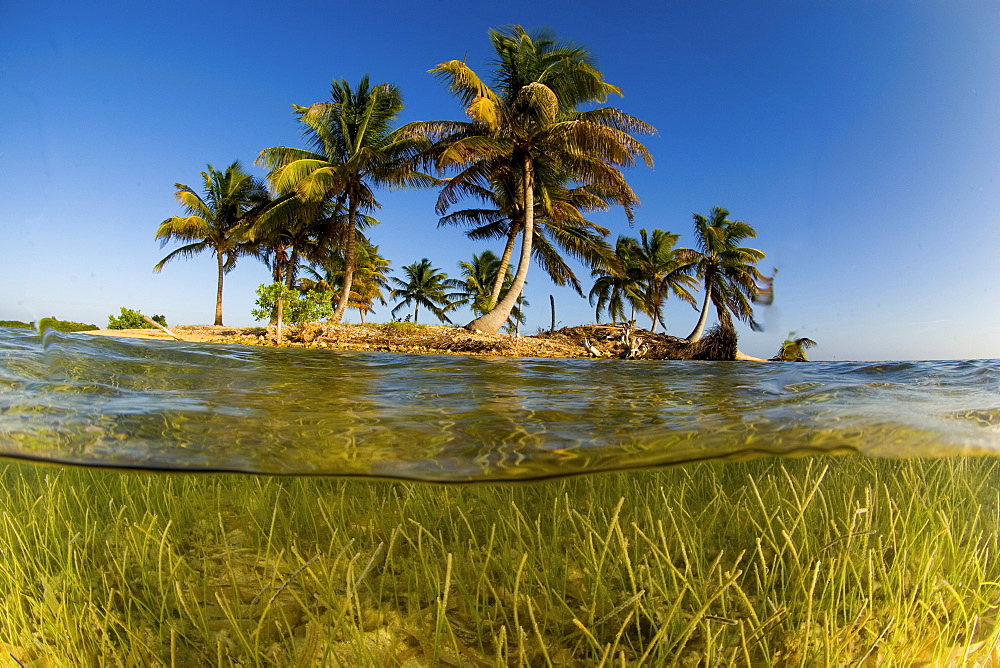 split view of Island with palm trees, Belize