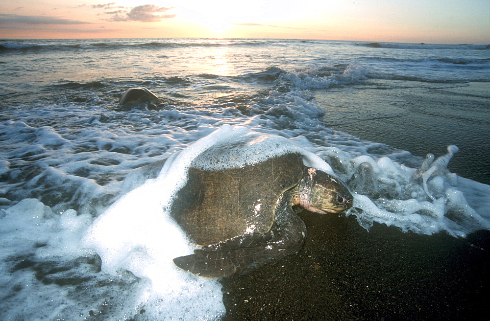 Olive Ridley Sea Turtle going ashore to lay eggs during arribada, Ostional, Costa Rica