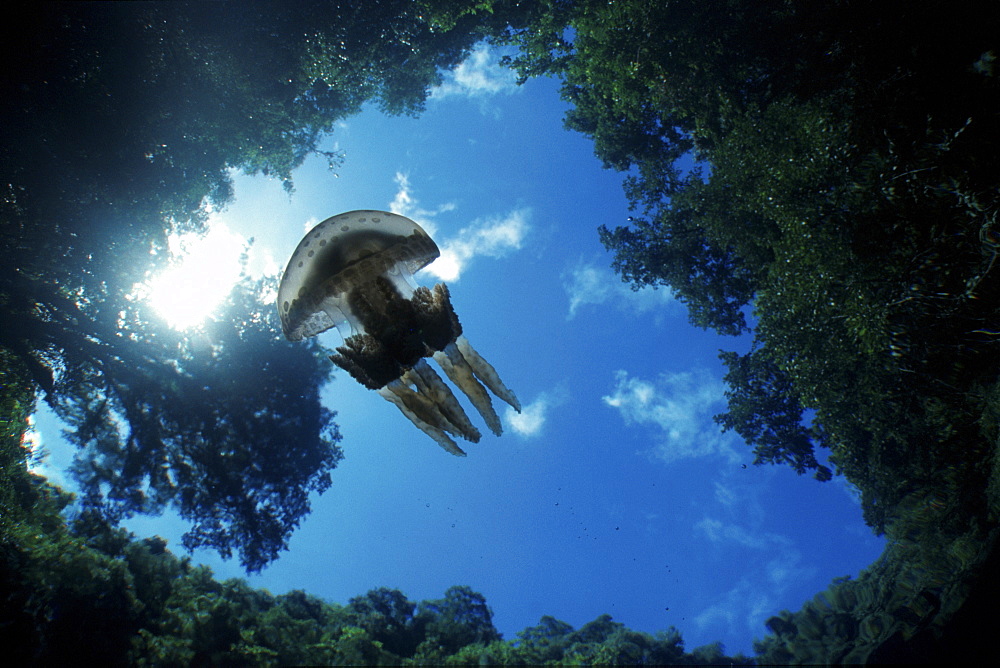 Jellyfish in lake, Palau, Micronesia