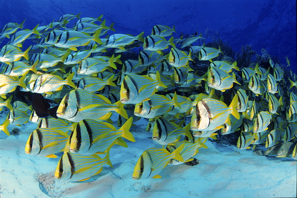 Schoal of Porkfish, Mexico