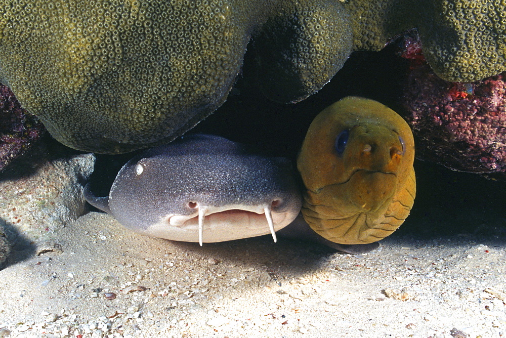 nurse shark and moray eel, Cayman Islands