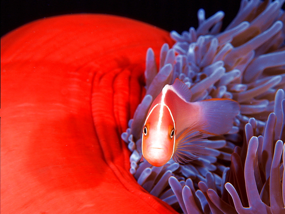 anemone fish, Coral Sea, Australia