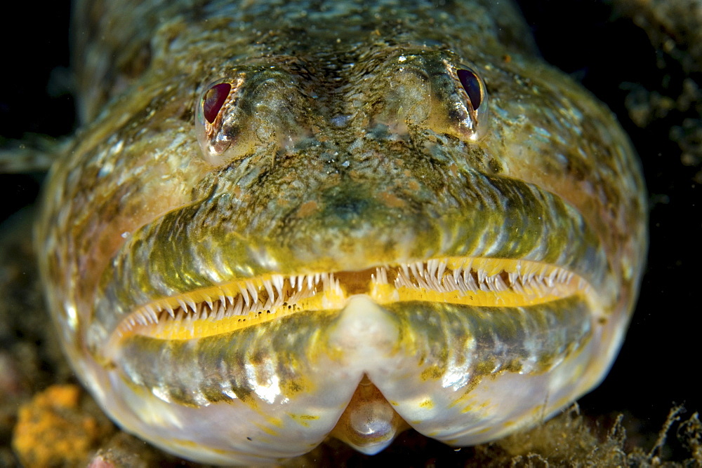 Lizard fish, Gran Canaria, Canary Islands