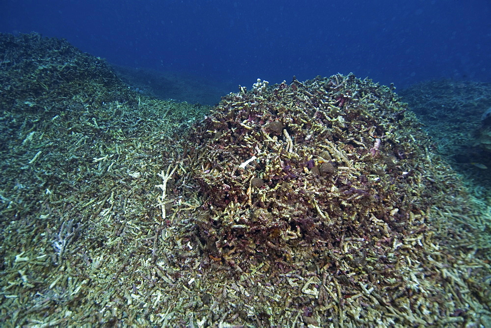 Coral damage caused by dynamite bomb fishing, blast fishing. Indonesia