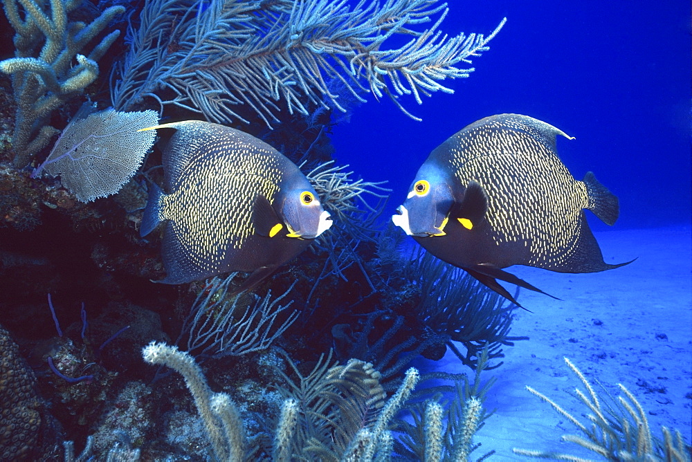 couple of French angelfish, Cayman Islands