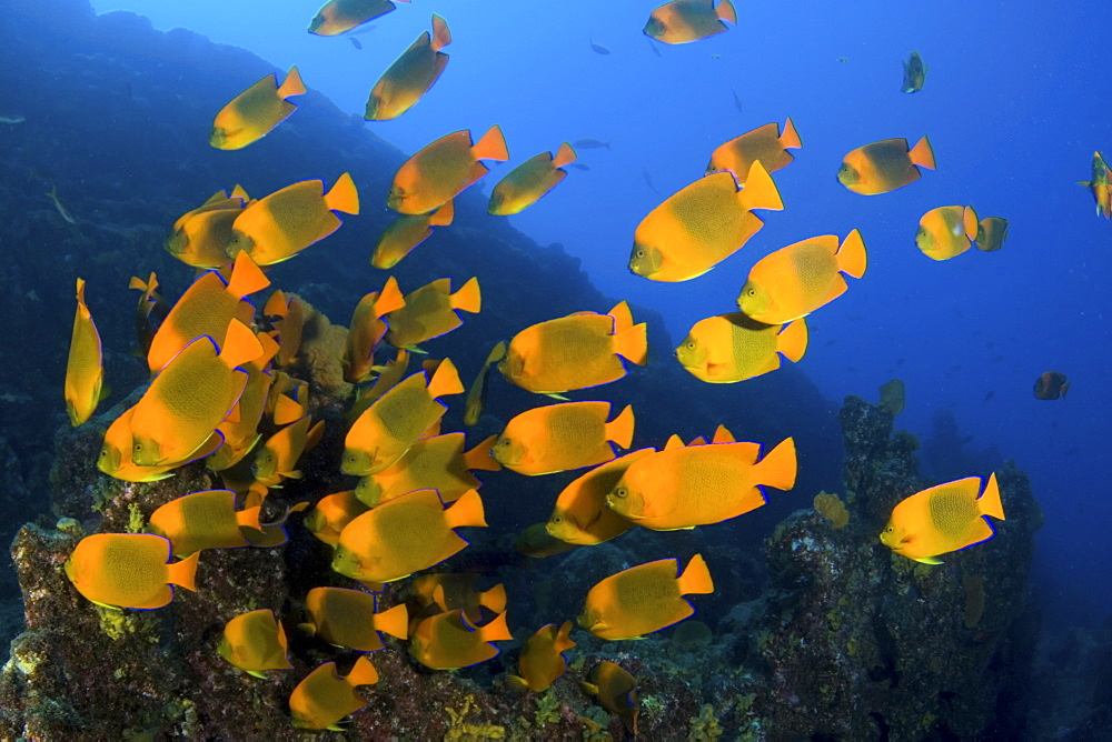 shoal of Calrion Angelfish feeding. Socorro. Revillagigedo Islands, Pacific Ocean Pacific Ocean