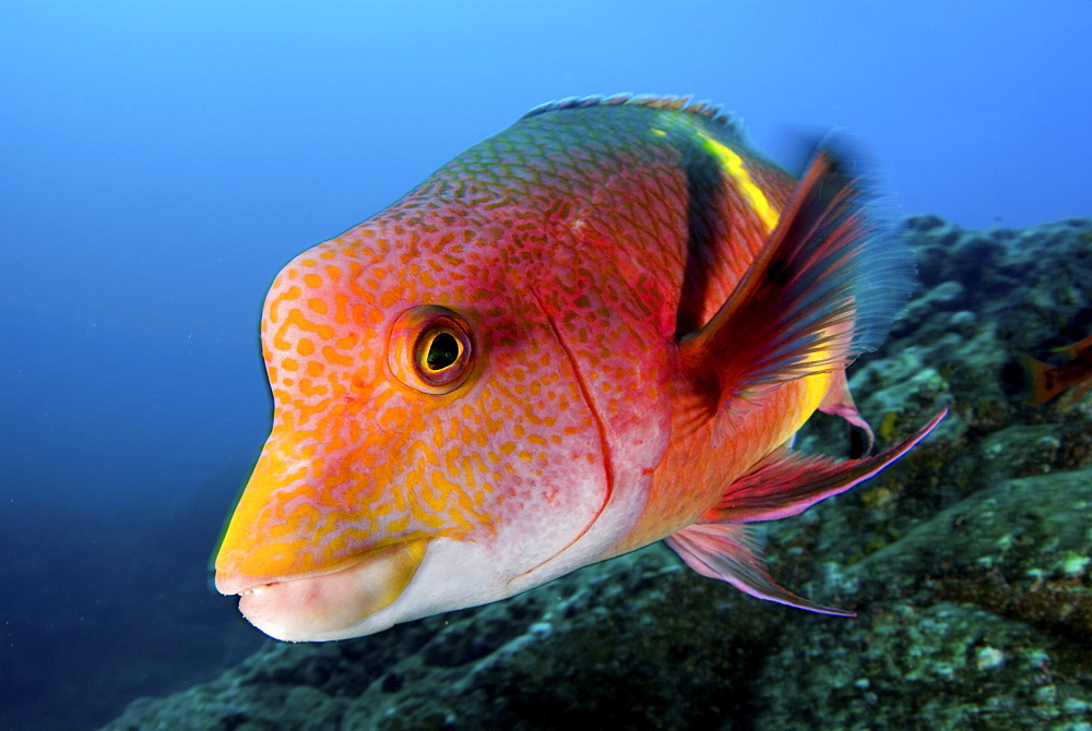 Mexican hogfish. Socorro. Revillagigedo Islands, Pacific Ocean Pacific Ocean