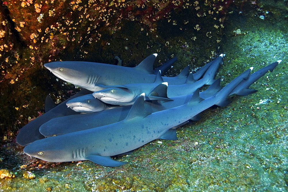 group of white tip sharks, Roca Partida. Revillagigedo Islands, Pacific Ocean