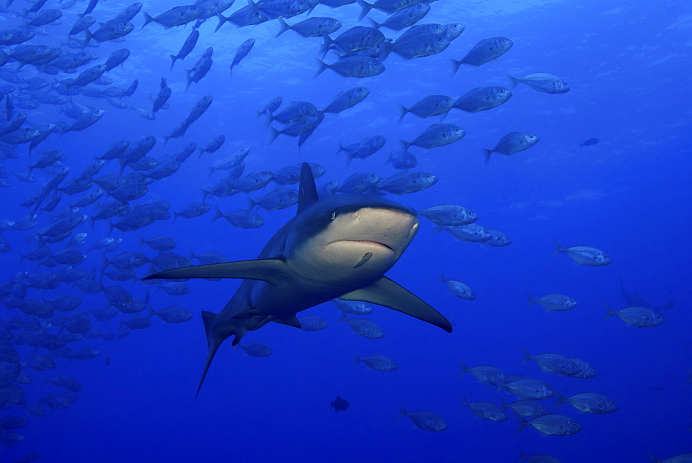 Galapagos shark, San Benedicto. Revillagigedo Islands, Pacific Ocean