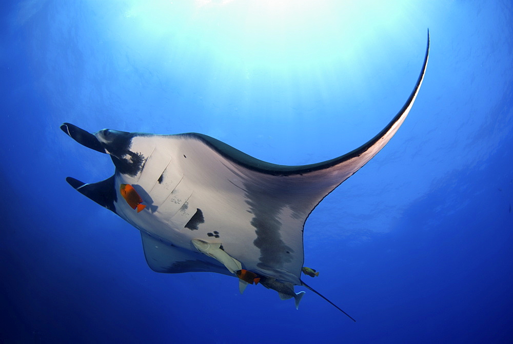 Manta Ray, San Benedicto. Revillagigedo Islands, Pacific Ocean