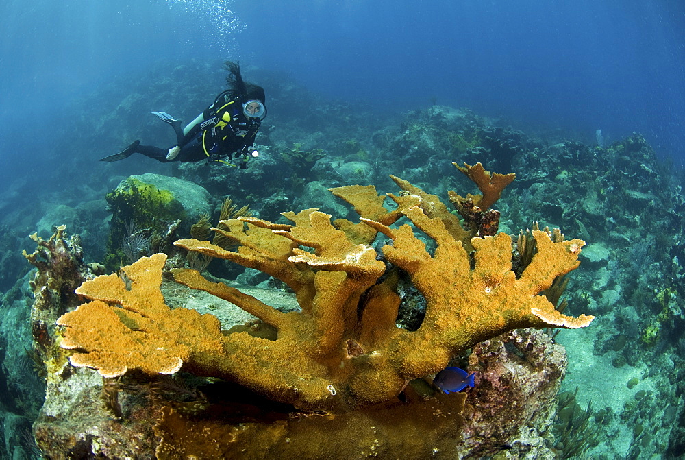 Elkhorn coral and female diver, Jost Van Dyke, British Virgin Islands