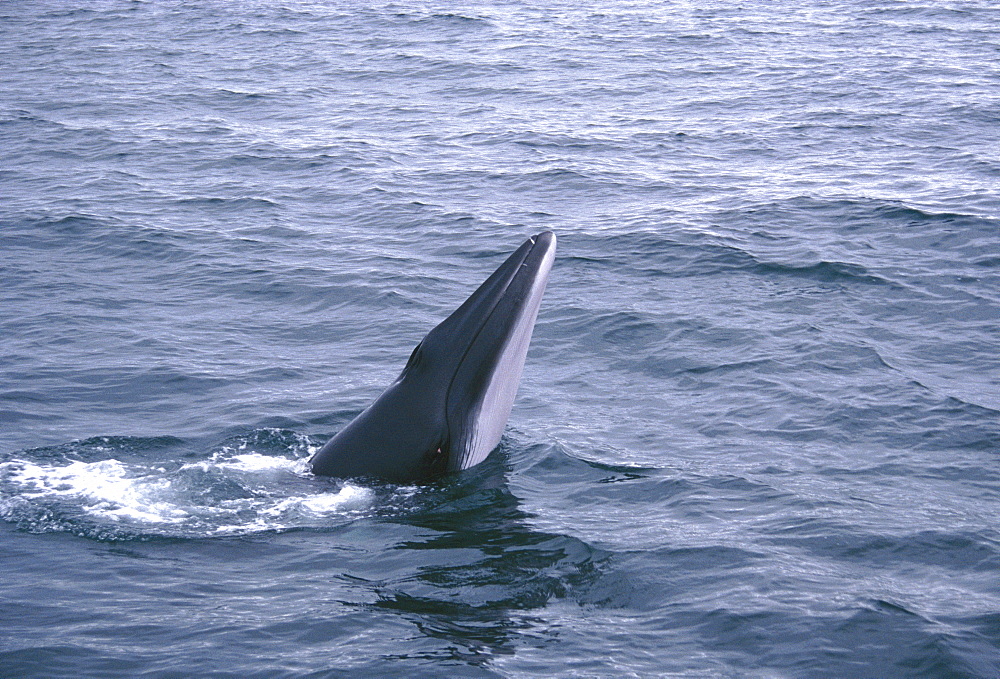 Minke whale ( Balaenoptera acutorostrata) spy hopping, showing throat grooves. Slender rostrum typical of minke whales. Husavik, Iceland