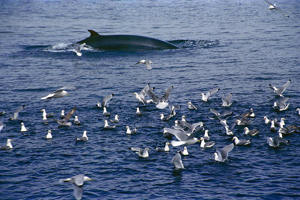 Minke whale (Balaenoptera acutorostrata) surfacing at speed after lunging through bait ball of fish under seagulls. Husavik, Iceland 