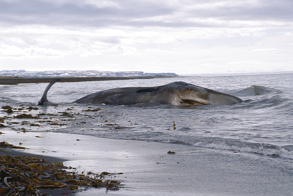 Sperm whale (Physeter macrocephalus / catodon) washed up dead north coast of Iceland.