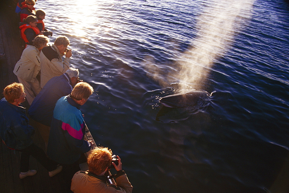 Minke whale ( Balaenoptera acutorostrata) associating with North Sailing whale-watching boat. Blow lit up by low light Fjordland, in far north of Iceland.