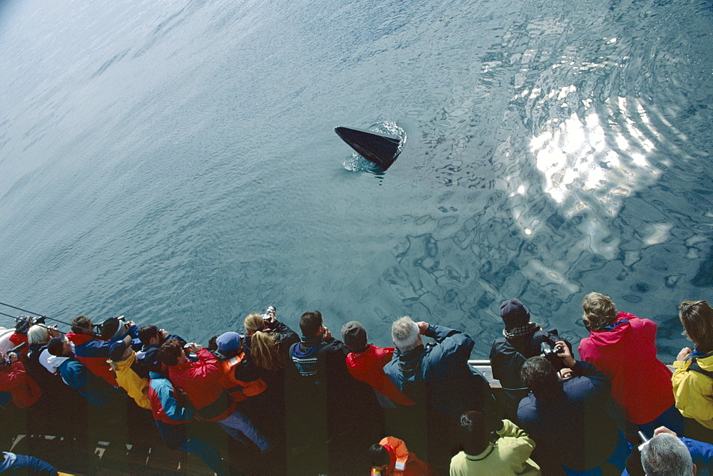 Minke whale (Balaenoptera acutorostrata) spy hopping near a whale-watching boat. Husavik, Iceland 